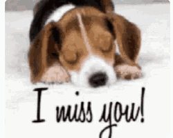 I Miss You Sad Puppy