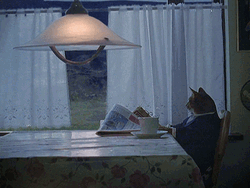 I Should Buy A Boat GIF