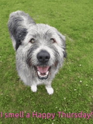 I Smell A Happy Thursday Funny GIF