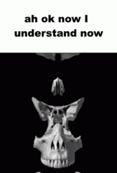 I Understand Now Skull GIF