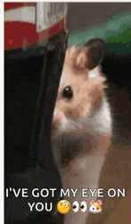 I've Got My Eyes On You My Eyes GIF