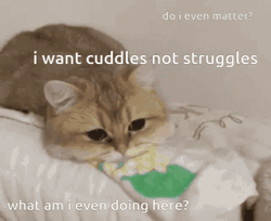 I Want Cuddles Not Struggle GIF