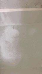 Ice Bear Stuffed Toy Bathtub GIF
