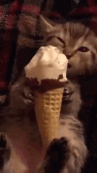 Ice Cream Cone Cat Eating GIF