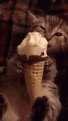 Ice Cream Cone Cat Eating