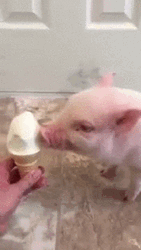 Ice Cream Pig Eating