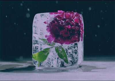Ice Cube With Purple Flower GIF