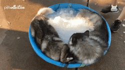 Ice Cubes Happy Dogs GIF