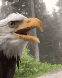 Iconic American Eagle Squawking GIF