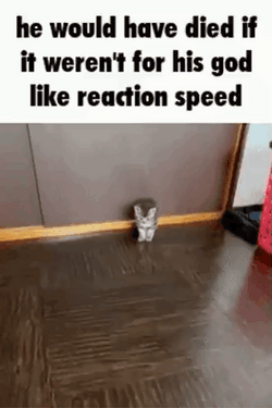 If He Dies He Dies Kitty Incinerated Meme GIF