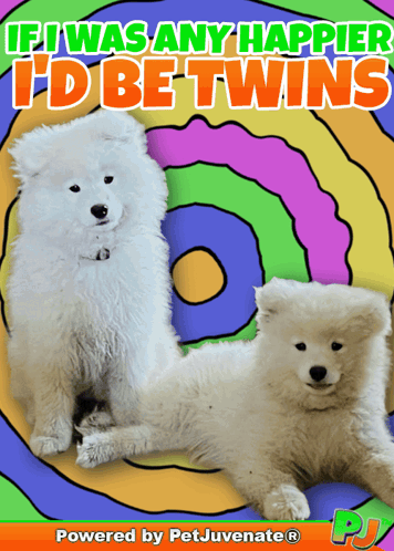 If I Was Any Happier I'd Be Twins GIF
