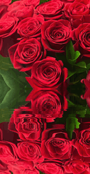 Illumination Red Rosas  GIF