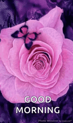 Illusion Good Morning Rose GIF