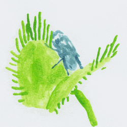 Illustrated Venus Fly Trap Eating A Fly GIF