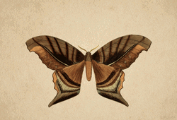 Illustration Retro Butterfly Wings