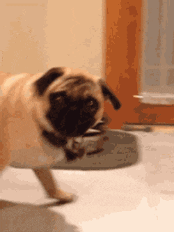 Ilovepugs GIF