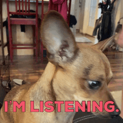 Im Listening Sassy Chihuahua Pup GIF