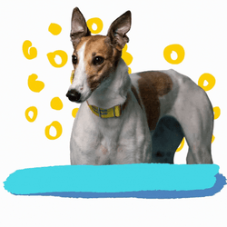 Im Listening Sneaky Greyhound Dog GIF