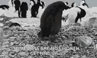 Im Not Worthy Monochromatic Penguin Quote GIF