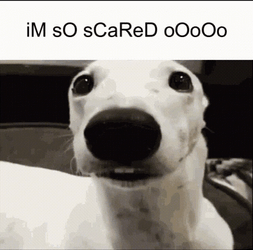 Im So Scared Dog With Chattering Teeth GIF