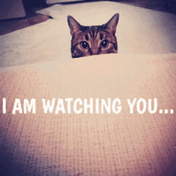 Im Watching You Cute Cat Sneaking GIF
