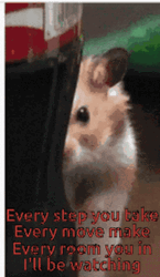 Im Watching You Spying Hamster Meme GIF