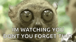 Im Watching You Wide Eyes Tarsier GIF