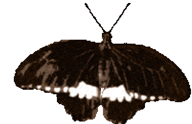 Immagine Immagineit Sticker GIF