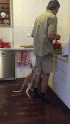 Impatient Baby Kangaroo GIF