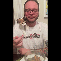 Impatient Cute Kitten GIF