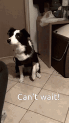 Impatient Lava The Dog GIF