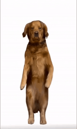 Impressive Dancing Doge GIF