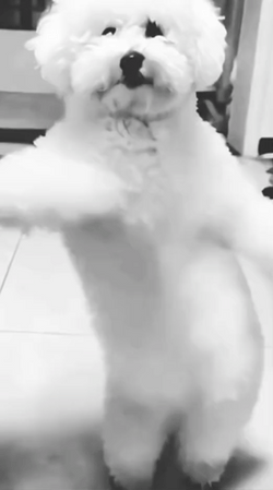 Impressive Dancing Doge GIF