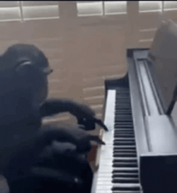 Impressive Monkey Playing Piano GIF