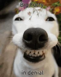 In Denial Cute Mischievous Puppy GIF