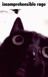 Incomprehensible Anger Rage Of Cat GIF