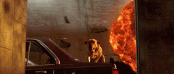 Independence Day Movie Dog Jumps Explosions Behind GIF
