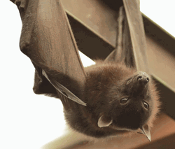 Indian Flying Bat Hanging Upside Down GIF