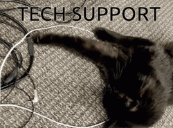 Information Technology Tech Support Cat