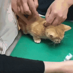 Injection Funny Cat Distraction GIF
