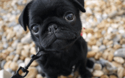 Innocent Looking Pug GIF