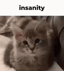 Insane Cute Kitty GIF