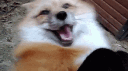 Insane Fox Laughing GIF