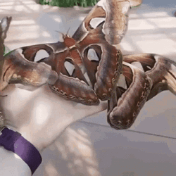 Insect Butterfly Moths GIF
