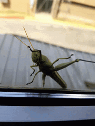 Insect Grasshopper Climbing GIF