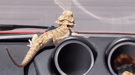 Inside The Car Bearded Dragon GIF