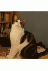 Intense Cat Fear Zoom GIF