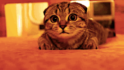 Interested Cat Tell Me More GIF