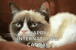 International Cat Day Feline Closeup GIF