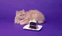 International Cat Day Feline With Cake GIF